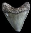 Juvenile Megalodon Tooth - South Carolina #49969-1